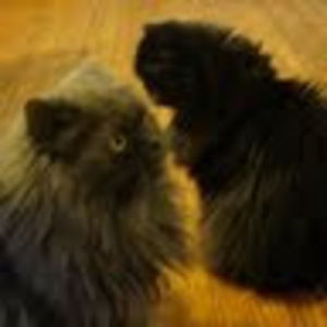 Meet your Posher, Benjamin